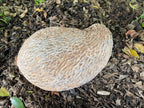 22nice4me Garden Statues hand-painted concrete echidna statue with a realistic textured finish on garden mulch