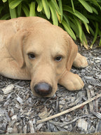 22nice4me Garden Statues hand-painted resin Labrador dog statue laying down in a garden setting
