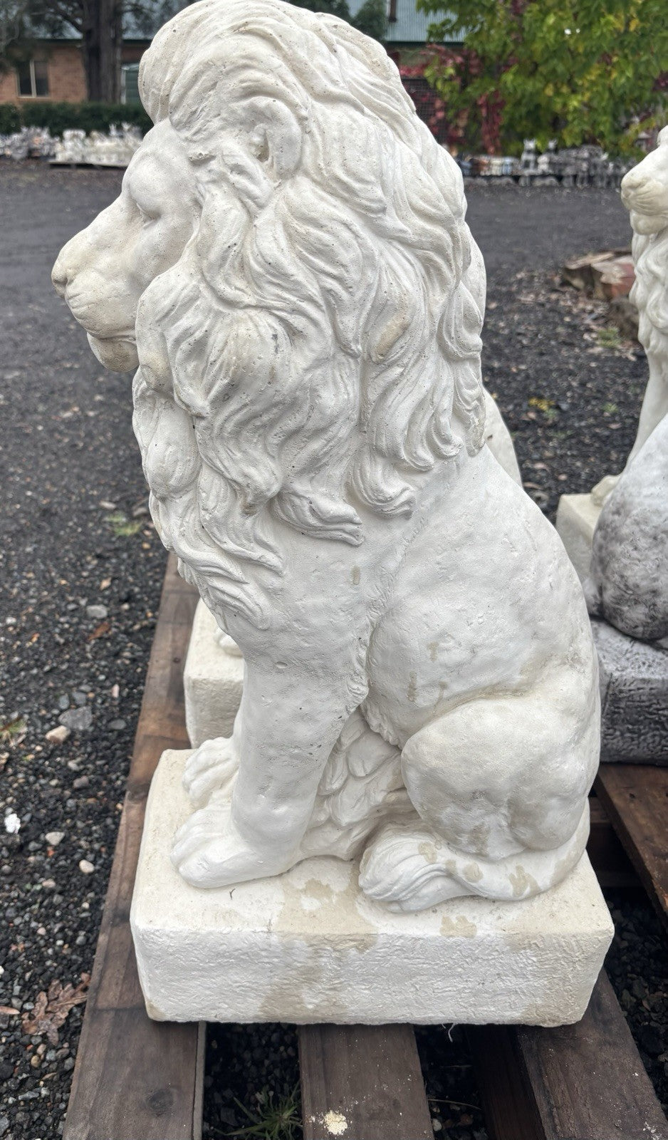Guardian Lion Pair Statue Garden Statue  75cm Pick Up Only