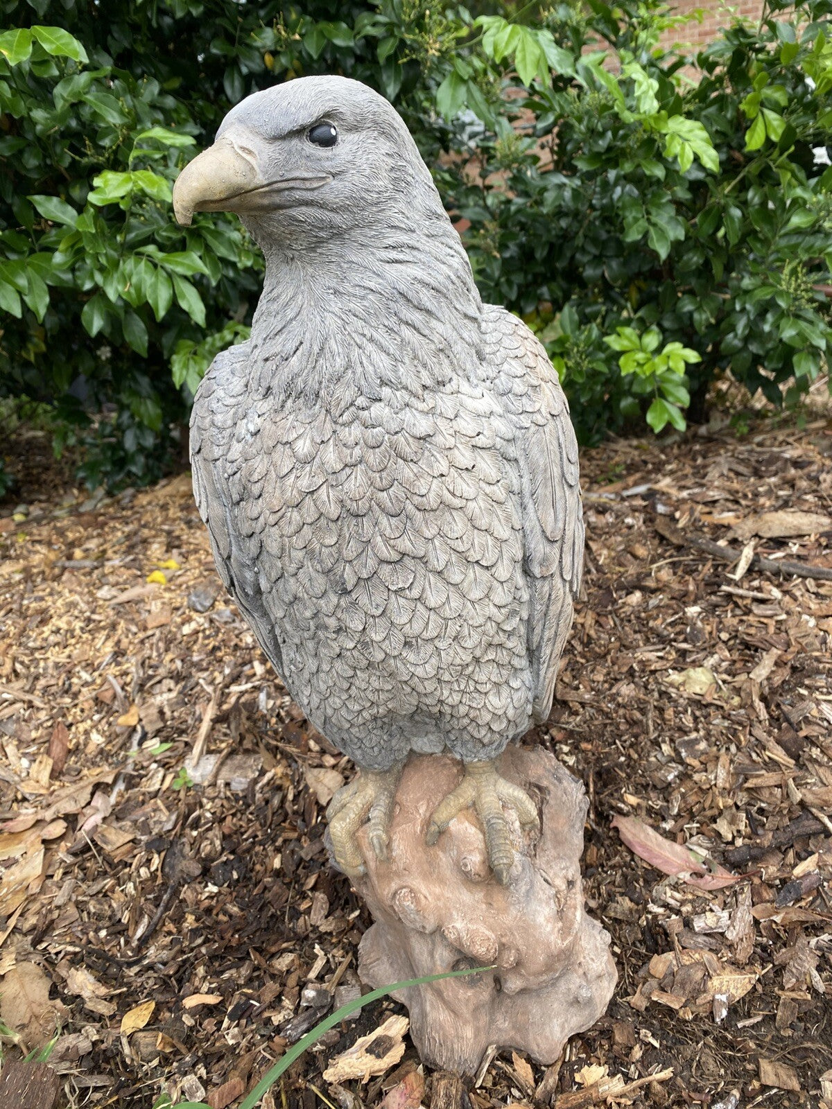 Bold Eagle Bird Statue Ornament Animal Concrete Garden Australian Made 53cm High