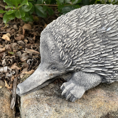 Australian Echidna Statue Ornament Animal Concrete Cement Garden Australian Made