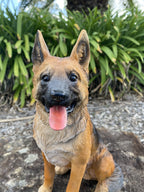 GERMAN SHEPHERD MEMORIAL PUPPY DOG ANIMAL GARDEN STATUE ORNAMENT SCULPTURE