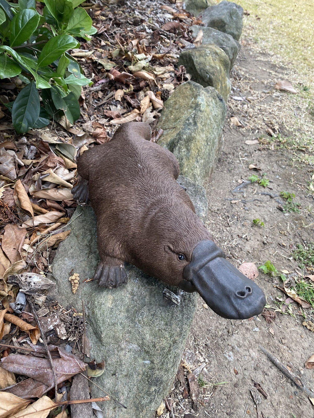 Platypus Statue Ornament Animal Concrete Cement Garden Australian Made Large Brn