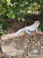 Frill Neck Lizard Statue Ornament Animal Concrete Garden Australian Made Large