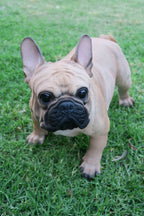 French Bulldog Statue Dog Doggy Memorial Ornament Frenchie Home Decor Brown