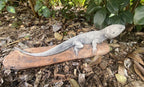 Bearded Dragon Lizard Statue Ornament Animal Concrete Garden Australian Made