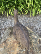 Emu Sitting Realistic Ornament Statue Garden Sculpture Décor  XLarge 65 cm