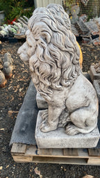 Guardian Lion Statue Concrete Cement Garden Statue Australian Made 75cm