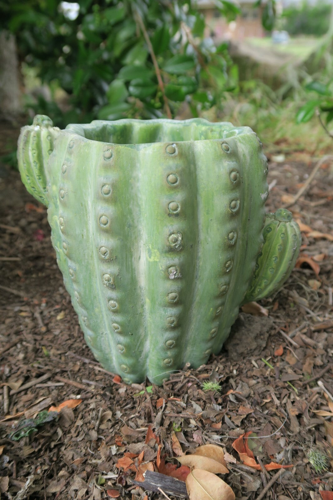 CACTUS PHOENIX POT PLANT PLANTER  SUCCULENTS GARDEN PLANT FEATURE SET OF 2