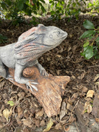Frill Neck Lizard Statue Ornament Animal Concrete Garden Australian Made Large