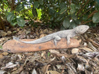 Bearded Dragon Lizard Statue Ornament Animal Concrete Garden Australian Made