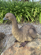 Emu Sitting Realistic Ornament Statue Garden Sculpture Décor  XLarge 65 cm