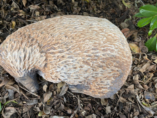 Australian Echidna Animal Concrete Cement Garden Statue Australian Made