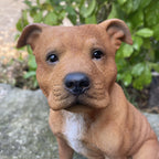 BROWN STAFFORDSHIRE -STAFFY PUPPY DOG ANIMAL MEMORIAL GARDEN STATUE ORNAMENT