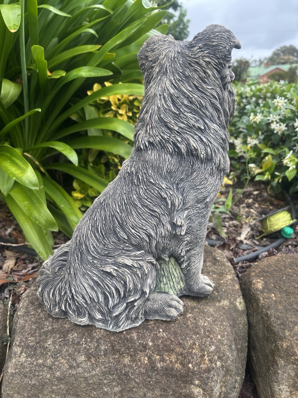 Concrete Border Collie Garden Dog Statue Ornament memorial - Australian Made
