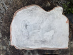 Koala Branch Wall Plaque Garden Statue Ornament Animal Concrete Australian Made