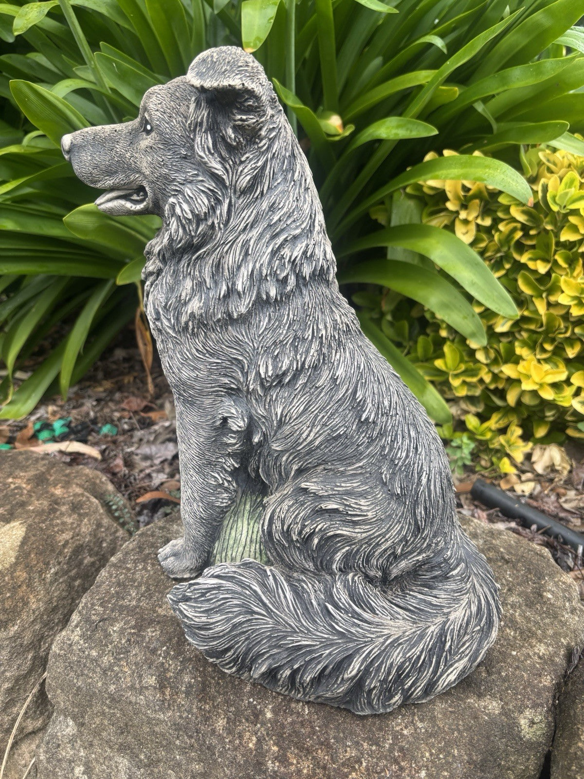 Concrete Border Collie Garden Dog Statue Ornament memorial - Australian Made