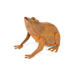 Rusty Metal Frog Garden Decor Statue Ornament Decor Large Brown