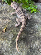 Bearded Dragon Lizard Garden Statue Ornament Figurine