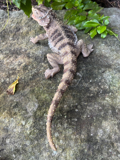 Bearded Dragon Lizard Garden Statue Ornament Figurine