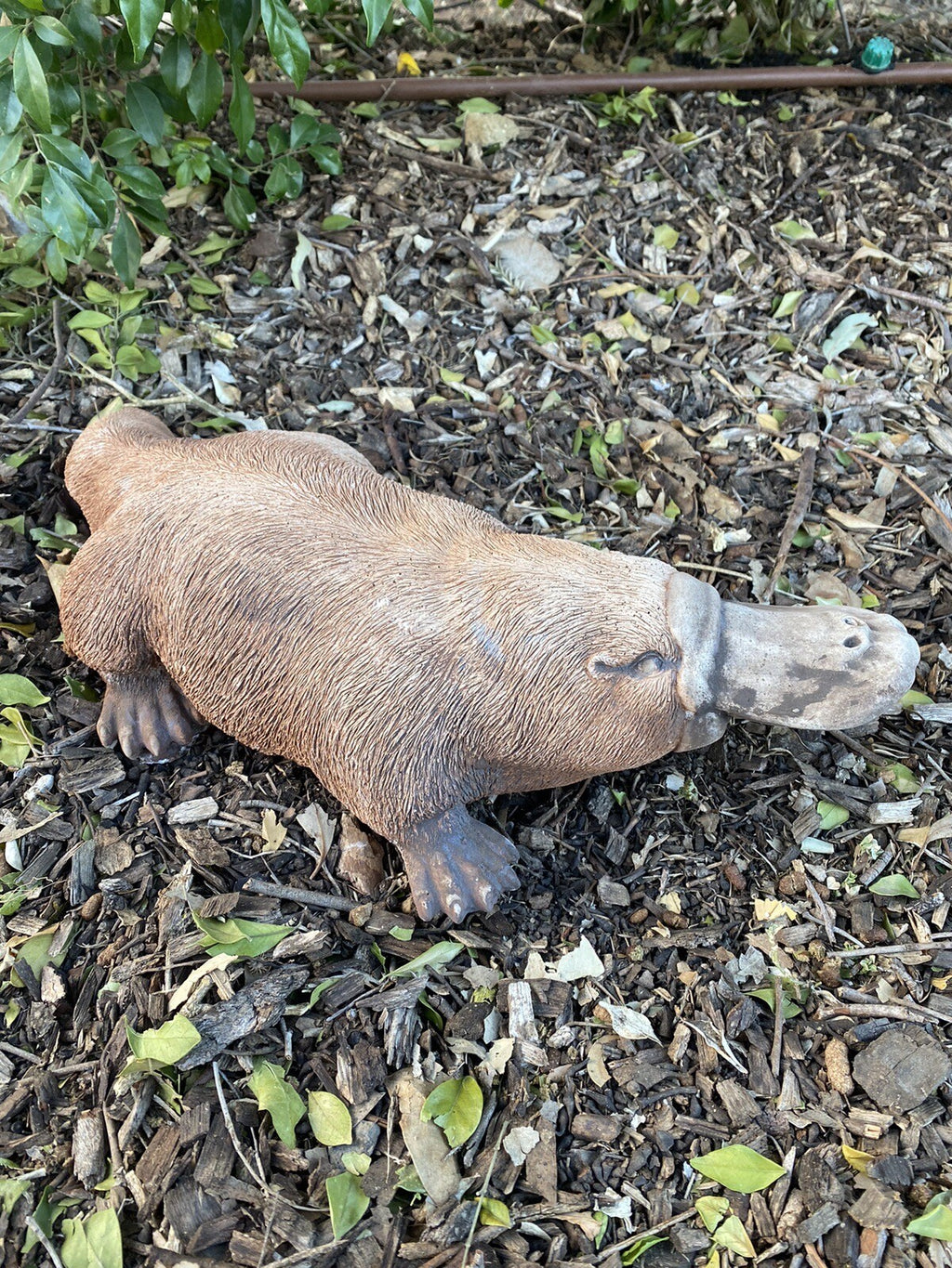 Platypus Statue Ornament Animal Concrete Cement Garden Australian Made Large