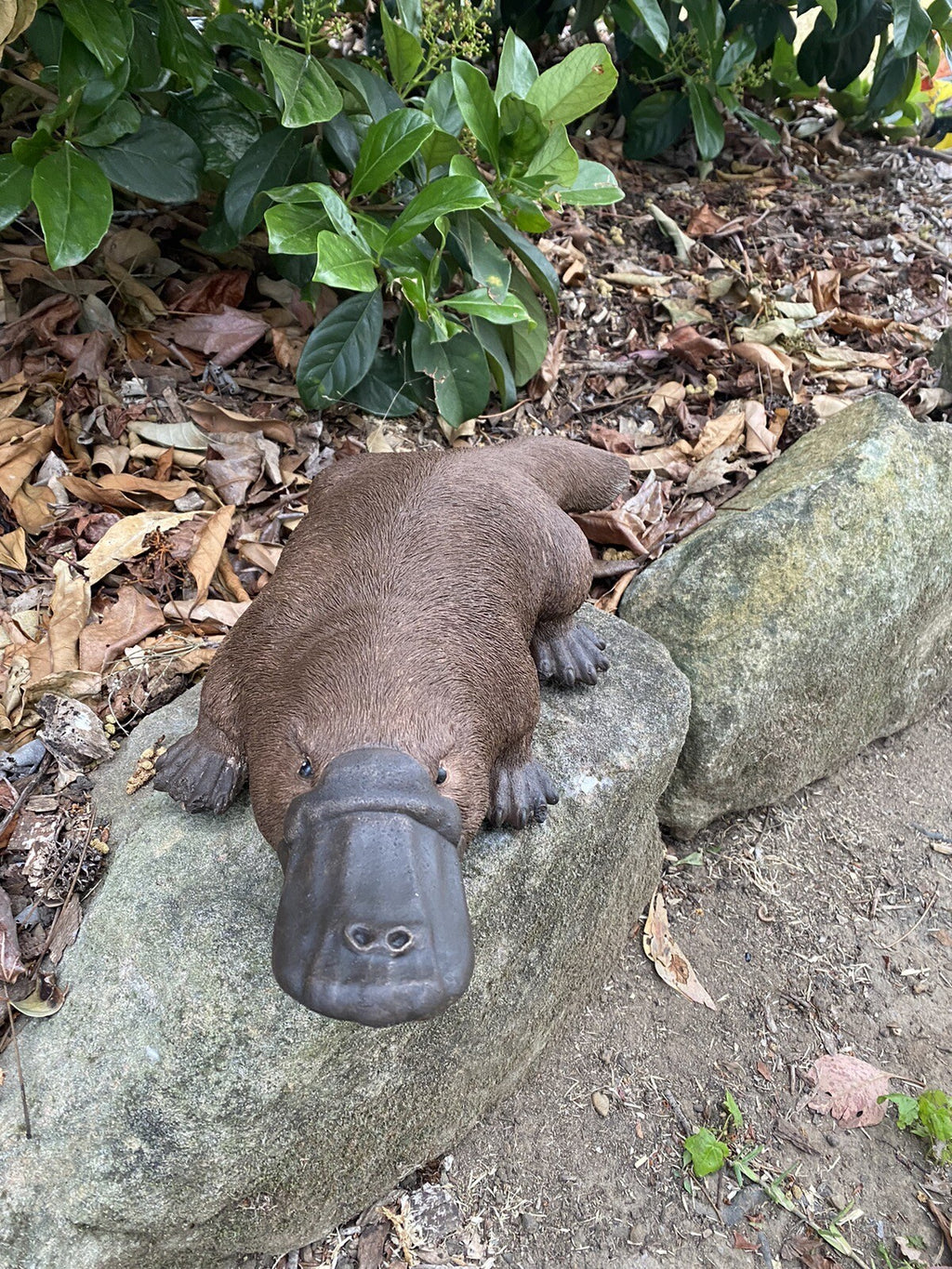 Platypus Statue Ornament Animal Concrete Cement Garden Australian Made Large Brn