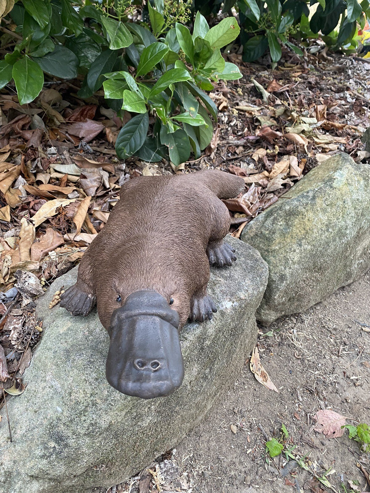 Platypus Statue Ornament Animal Concrete Cement Garden Australian Made Large Brn