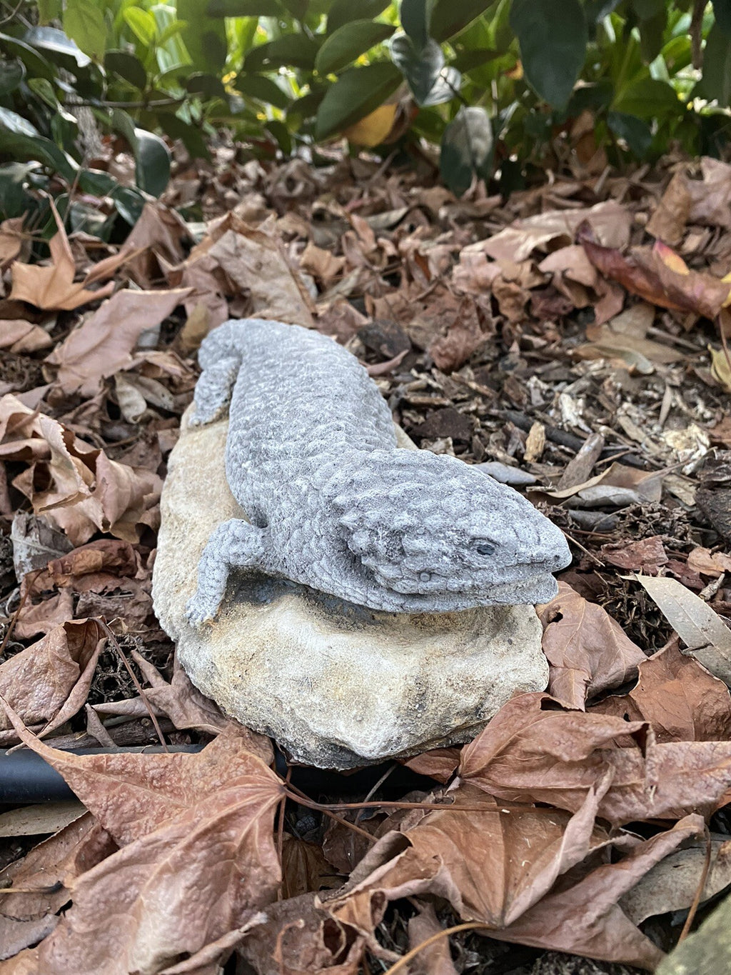 Shingleback Lizard Statue Ornament Animal Cement Concrete Garden Australian Made