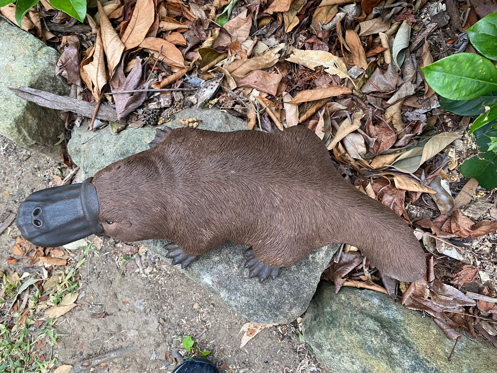 Platypus Statue Ornament Animal Concrete Cement Garden Australian Made Large Brn