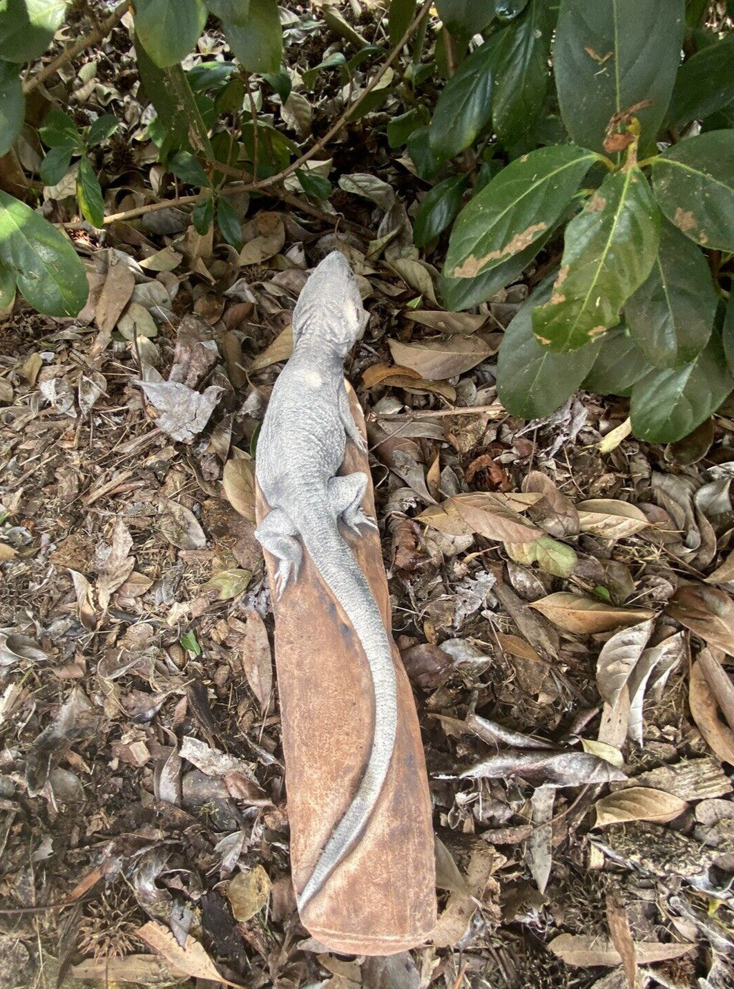 Bearded Dragon Lizard Statue Ornament Animal Concrete Garden Australian Made