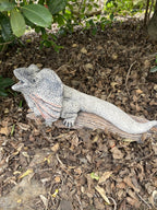 Frill Neck Lizard Statue Ornament Animal Concrete Garden Australian Made