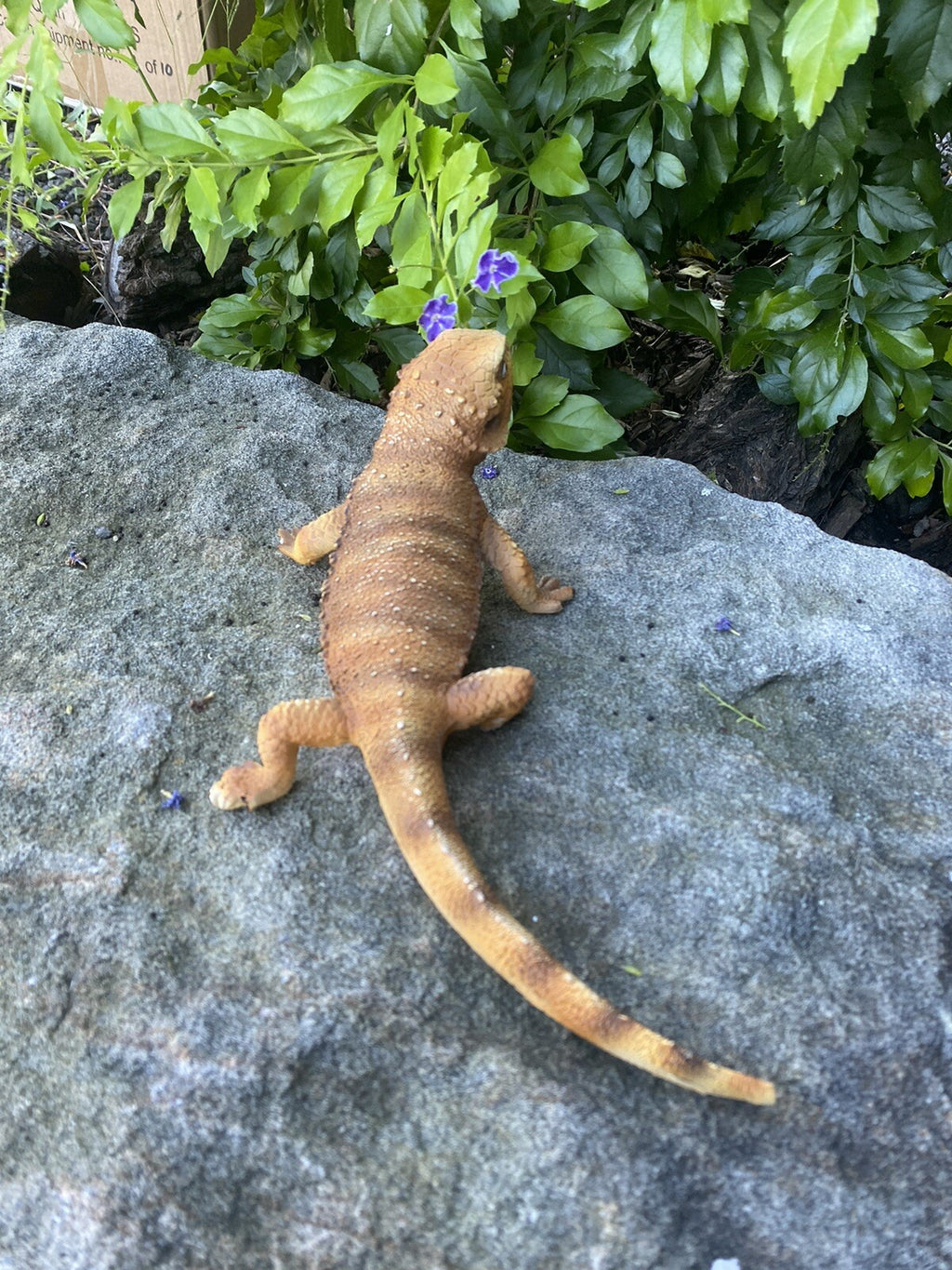 Bearded Dragon Lizard Garden Statue Ornament Figurine