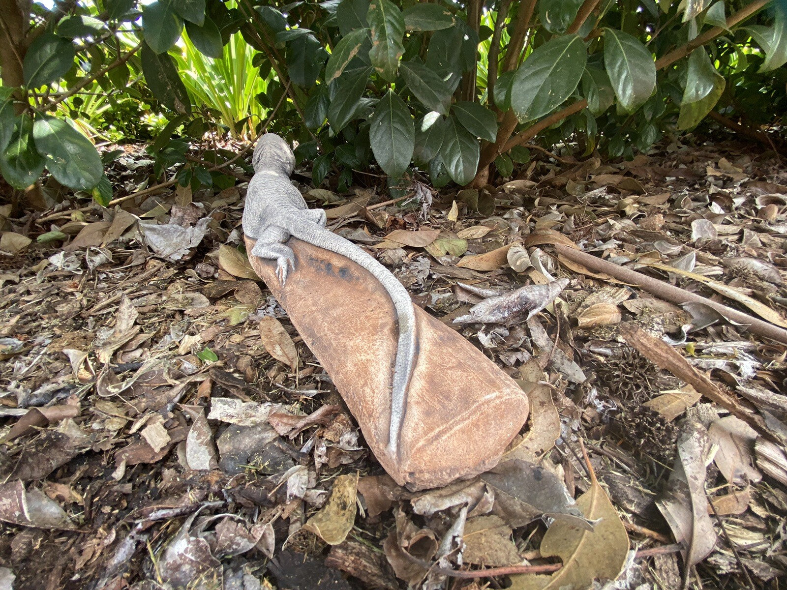Bearded Dragon Lizard Statue Ornament Animal Concrete Garden Australian Made