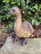 Emu Sitting Realistic Ornament Statue Garden Sculpture Décor  Large 44 cm