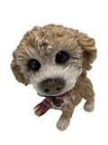 Little Paws - Mollie The Cavachon Poodle Cross Cavoodle Pets With Personality