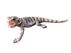 Bearded Dragon Lizard Garden Statue Ornament Figurine