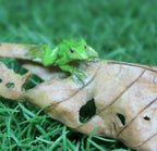 BABIES OF THE FORREST SLEEPING ON A LEAF WITH FROG AISLINN STATUE ORNAMENT