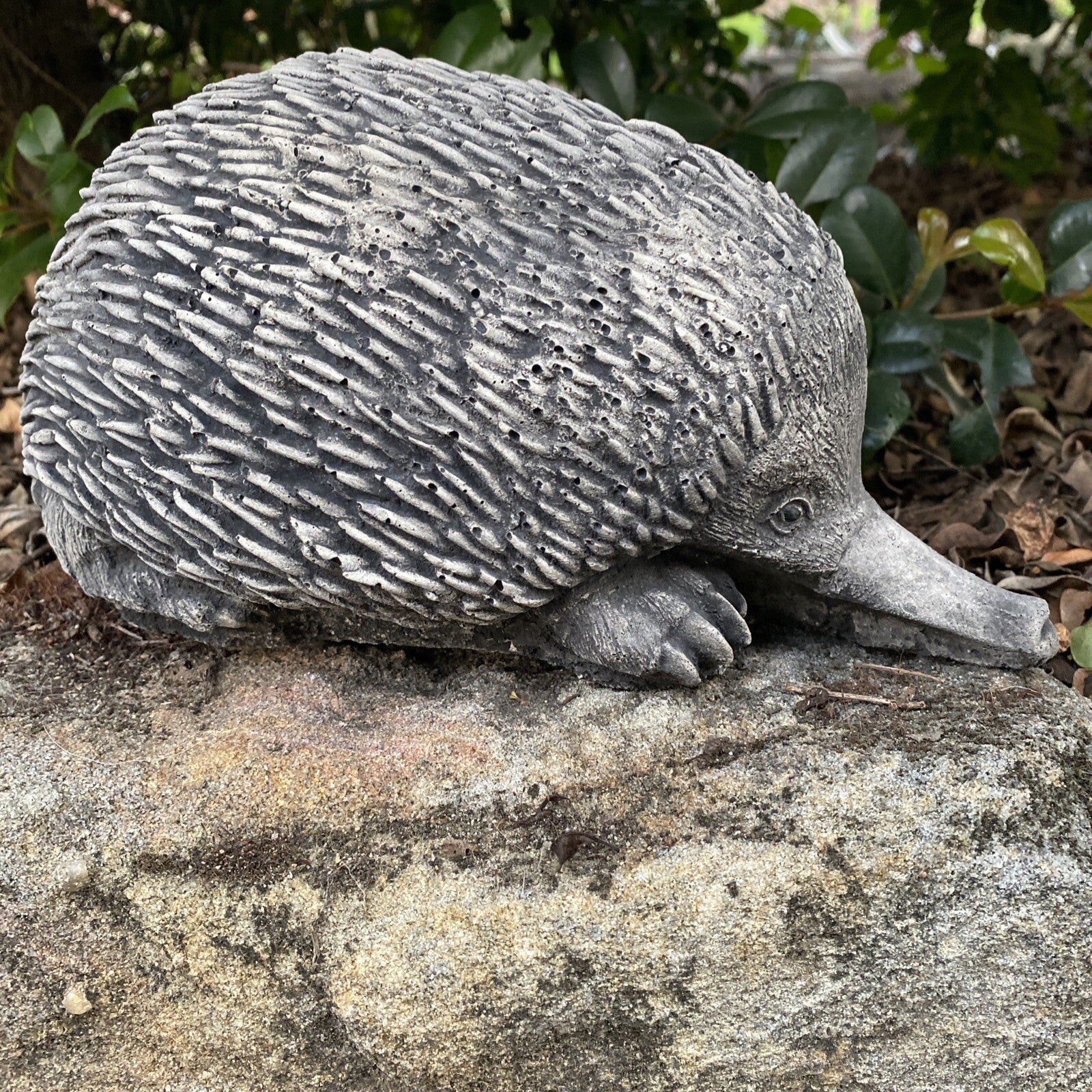Australian Echidna Statue Ornament Animal Concrete Cement Garden Australian Made