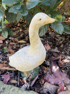 Duck Duckling Fowl Statue Ornament Farm Animal Concrete Garden Australian Made