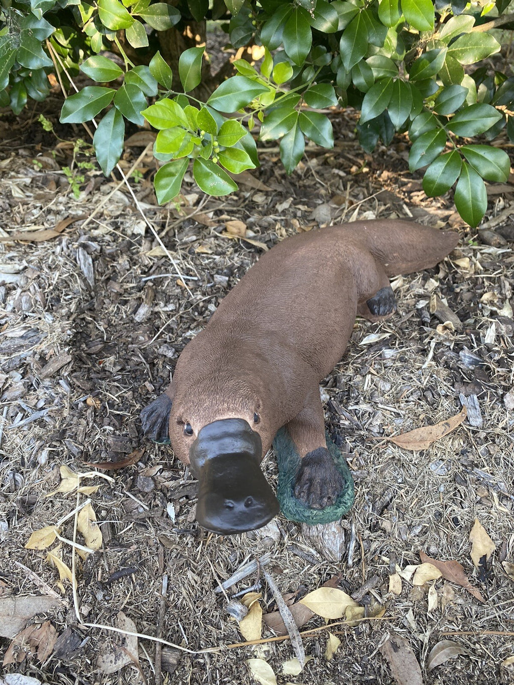 Platypus Statue Ornament Animal Concrete Cement Garden Australian Made Brown
