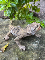 Bearded Dragon Lizard Garden Statue Ornament Figurine