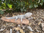 Bearded Dragon Lizard Statue Ornament Animal Concrete Garden Australian Made