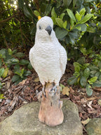 Sulfa Crested Cockatoo Garden Statue Ornament Animal Concrete  Australian Made