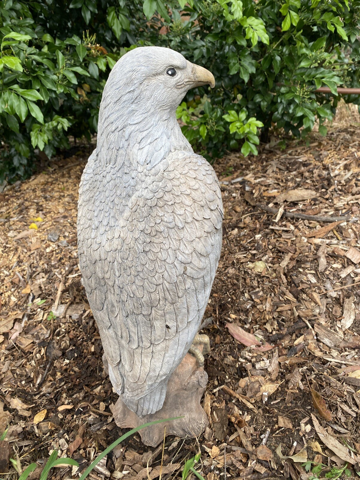 Bold Eagle Bird Statue Ornament Animal Concrete Garden Australian Made 53cm High