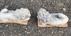 Guardian Lion Pair Statue Concrete Cement Garden Statue Australian Made