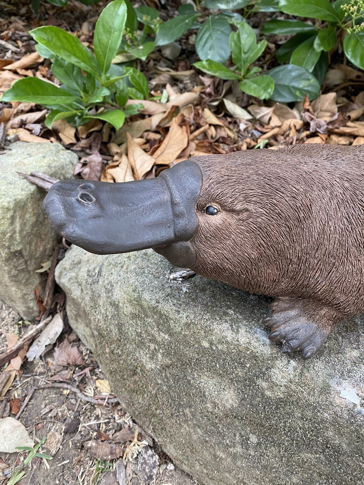 Platypus Statue Ornament Animal Concrete Cement Garden Australian Made Large Brn