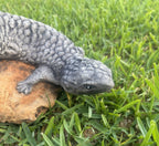 Concrete Shingleback Lizard Garden Statue – Realistic Australian Bobtail Outdoor