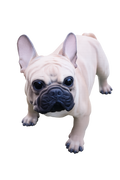 French Bulldog Statue Dog Doggy Memorial Ornament Frenchie Home Decor Brown