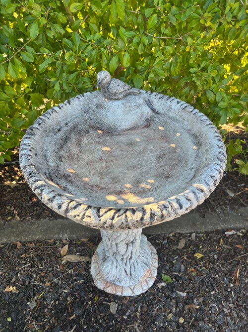  grey concrete kookaburra bird bath with a textured pedestal in a lush garden setting
