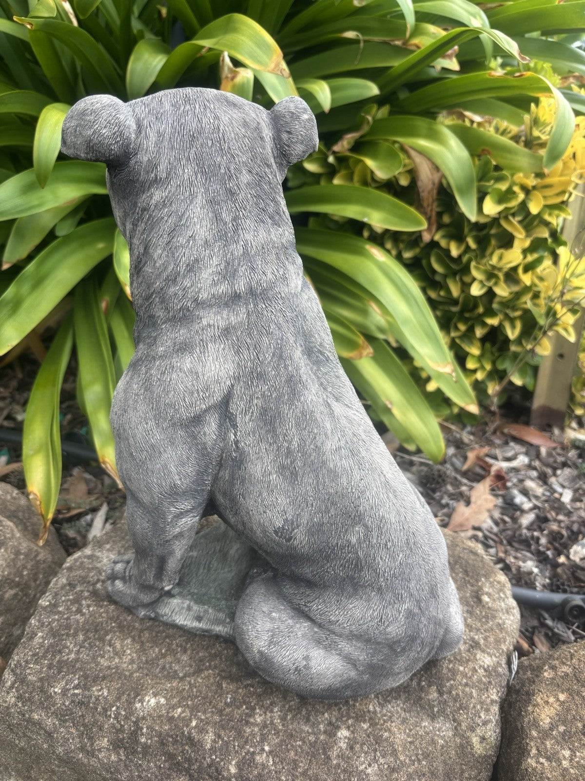 Back view concrete Staffordshire Bull Terrier garden statue outdoor cement dog ornament